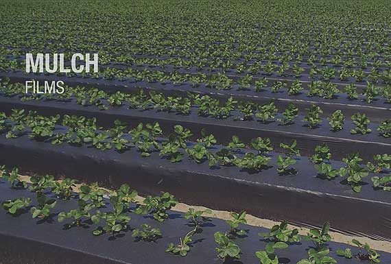 Mulch Films