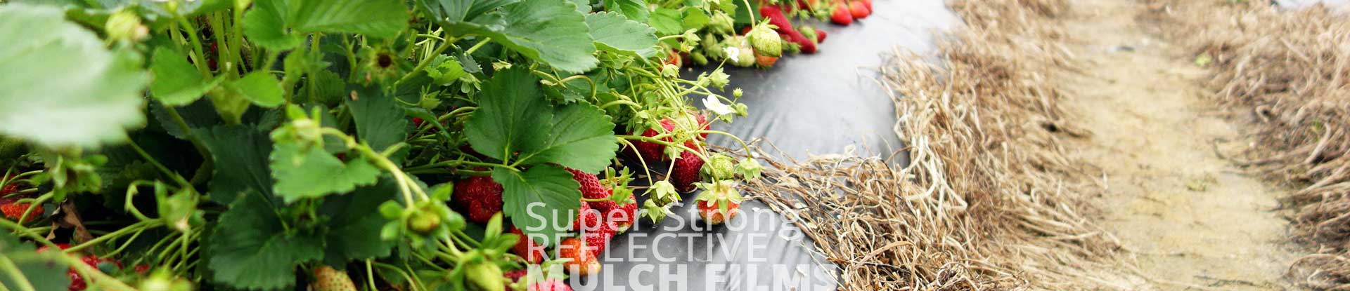 Mulch Films | Captain Super Stron Reflective Mulch Films | Captain Polyplast Ltd.