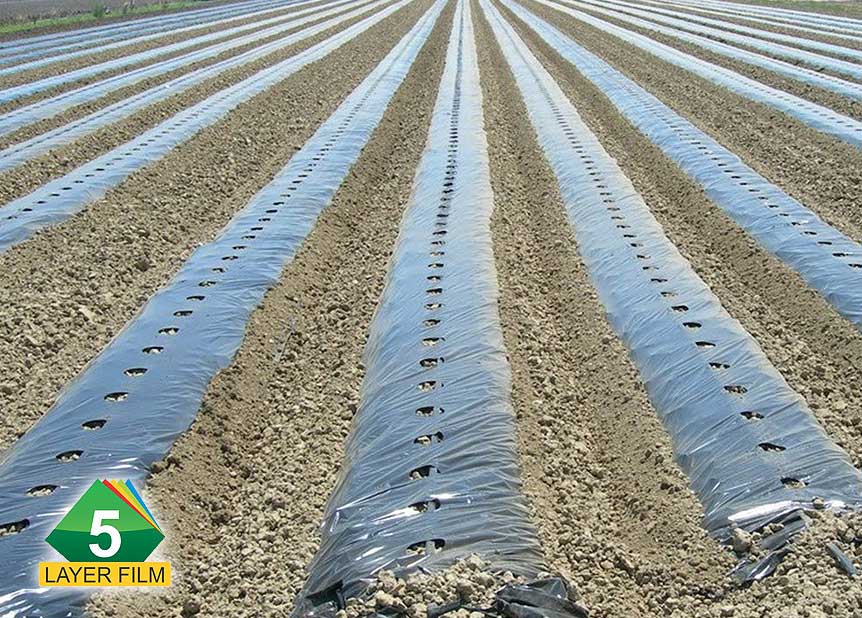 Mulch Films | Captain Super Stron Reflective Mulch Films | Captain Polyplast Ltd.